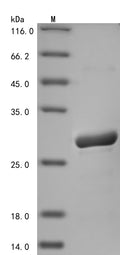 Recombinant Human Dihydrofolate reductase (DHFR) – Figure 1 of 1