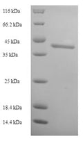 Recombinant Human Dynamin-1 (DNM1), partial – Figure 1 of 1