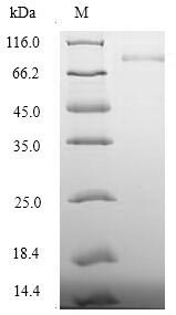 Recombinant Human Desmoglein-3 (DSG3), partial – Figure 1 of 1