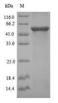 Recombinant Human Desmoglein-3 (DSG3), partial – Figure 1 of 1