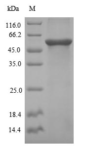 Recombinant Human Desmoglein-3 (DSG3), partial – Figure 1 of 1