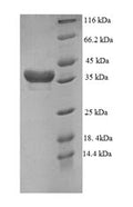 Recombinant Human DTW domain-containing protein 1 (DTWD1), partial – Figure 1 of 1