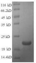 Recombinant Rat Ephrin-A1 (Efna1) – Figure 1 of 1