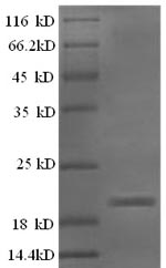 Recombinant Rat Ephrin-A5 (Efna5) – Figure 1 of 1