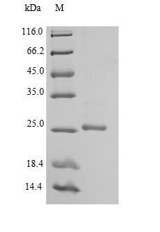 Recombinant Mouse Ephrin-B3 (Efnb3), partial – Figure 1 of 1