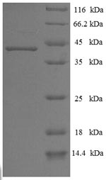 Recombinant Human Chymotrypsin-like elastase family member 3A (CELA3A) – Figure 1 of 1