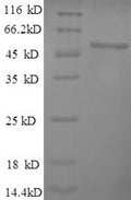Recombinant Mouse Alpha-enolase (Eno1), partial – Figure 1 of 1