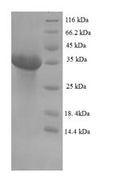 Recombinant Bovine Erythropoietin (EPO) – Figure 1 of 1