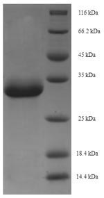 Recombinant Macaca fascicularis Erythropoietin (EPO) – Figure 1 of 1