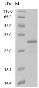 Recombinant Macaca mulatta Erythropoietin (EPO) – Figure 1 of 1