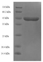 Recombinant Human Protein ETHE1, mitochondrial (ETHE1) – Figure 1 of 1