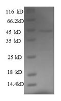 Recombinant Mouse Fas apoptotic inhibitory molecule 3 (Fcmr), partial – Figure 1 of 1