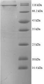 Recombinant Human Prolyl endopeptidase FAP (FAP), partial – Figure 1 of 1