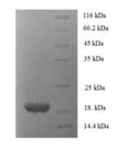 Recombinant Human Tumor necrosis factor ligand superfamily member 6 (FASLG), partial – Figure 1 of 1