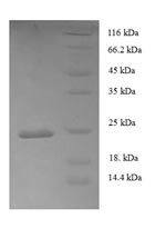 Recombinant Human Tumor necrosis factor ligand superfamily member 6 (FASLG), partial – Figure 1 of 1