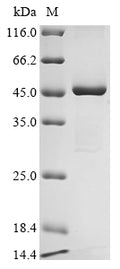 (Tris-Glycine gel) Discontinuous SDS-PAGE (reduced) with 5% enrichment gel and 15% separation gel.