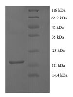 Recombinant Mouse Fibroblast growth factor 1 (Fgf1) – Figure 1 of 1
