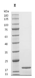 Recombinant Bovine Fibroblast growth factor 2 (FGF2) (Active) – Figure 1 of 1