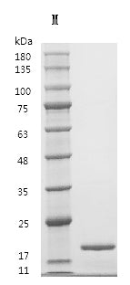 Recombinant Bovine Fibroblast growth factor 2 (FGF2) (Active) – Figure 1 of 1