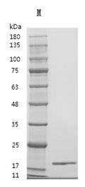 Recombinant Human Fibroblast growth factor 2 (FGF2) (Active) – Figure 1 of 1