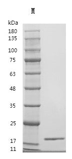 Recombinant Human Fibroblast growth factor 2 (FGF2) (Active) – Figure 1 of 1