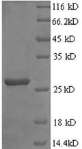 Recombinant Rat Fibroblast growth factor 23 (Fgf23) – Figure 1 of 1