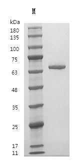 Recombinant Human Fibronectin (FN1), partial (Active) – Figure 1 of 1