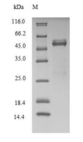 Recombinant Human Fos-related antigen 2 (FOSL2) – Figure 1 of 1