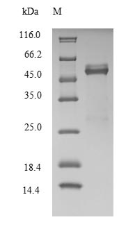 Recombinant Human Fos-related antigen 2 (FOSL2) – Figure 1 of 1