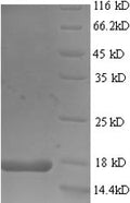 Recombinant Mouse Frataxin,mitochondrial (Fxn), partial – Figure 1 of 1