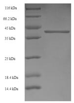 Recombinant Human Gamma-aminobutyric acid receptor subunit alpha-4 (GABRA4), partial – Figure 1 of 1