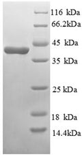 Recombinant Mouse Glucagon receptor (Gcgr), partial – Figure 1 of 1