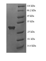Recombinant Human Glial cell line-derived neurotrophic factor (GDNF) – Figure 1 of 1