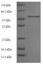 Recombinant Human Geranylgeranyl pyrophosphate synthase (GGPS1) – Figure 1 of 1