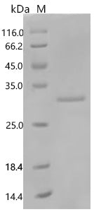 Recombinant Human Somatotropin (GH1) – Figure 1 of 1
