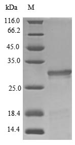 (Tris-Glycine gel) Discontinuous SDS-PAGE (reduced) with 5% enrichment gel and 15% separation gel.