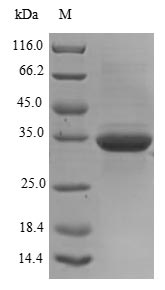 (Tris-Glycine gel) Discontinuous SDS-PAGE (reduced) with 5% enrichment gel and 15% separation gel.