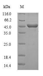 Recombinant Mouse Guanine nucleotide-binding protein G (o) subunit alpha (Gnao1) – Figure 1 of 1
