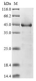 (Tris-Glycine gel) Discontinuous SDS-PAGE (reduced) with 5% enrichment gel and 15% separation gel.