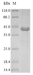 (Tris-Glycine gel) Discontinuous SDS-PAGE (reduced) with 5% enrichment gel and 15% separation gel.