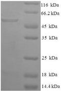Recombinant Human Glycerol-3-phosphate dehydrogenase [NAD (+)], Cytoplasmic domain (GPD1) – Figure 1 of 1