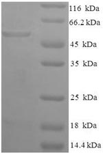 Recombinant Human Glycerol-3-phosphate dehydrogenase [NAD (+)], Cytoplasmic domain (GPD1) – Figure 1 of 1