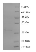 Recombinant Human Glutamate receptor 3 (GRIA3), partial – Figure 1 of 1