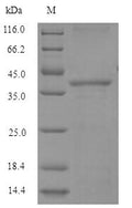 Recombinant Human Glutathione S-transferase A4 (GSTA4) – Figure 1 of 1