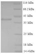 Recombinant Mouse Glutathione S-transferase P 1 (Gstp1) – Figure 1 of 1