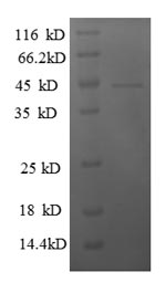 Recombinant Human General transcription factor IIF subunit 2 (GTF2F2) – Figure 1 of 1