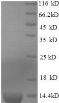 Recombinant Mouse Guanylate cyclase activator 2B (Guca2b) – Figure 1 of 1