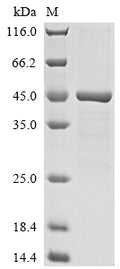 (Tris-Glycine gel) Discontinuous SDS-PAGE (reduced) with 5% enrichment gel and 15% separation gel.