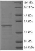 Recombinant Human Histone H3.3 (H3F3A), partial – Figure 1 of 1
