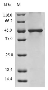 (Tris-Glycine gel) Discontinuous SDS-PAGE (reduced) with 5% enrichment gel and 15% separation gel.